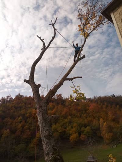 treeclimbing per abbattimento di un noce