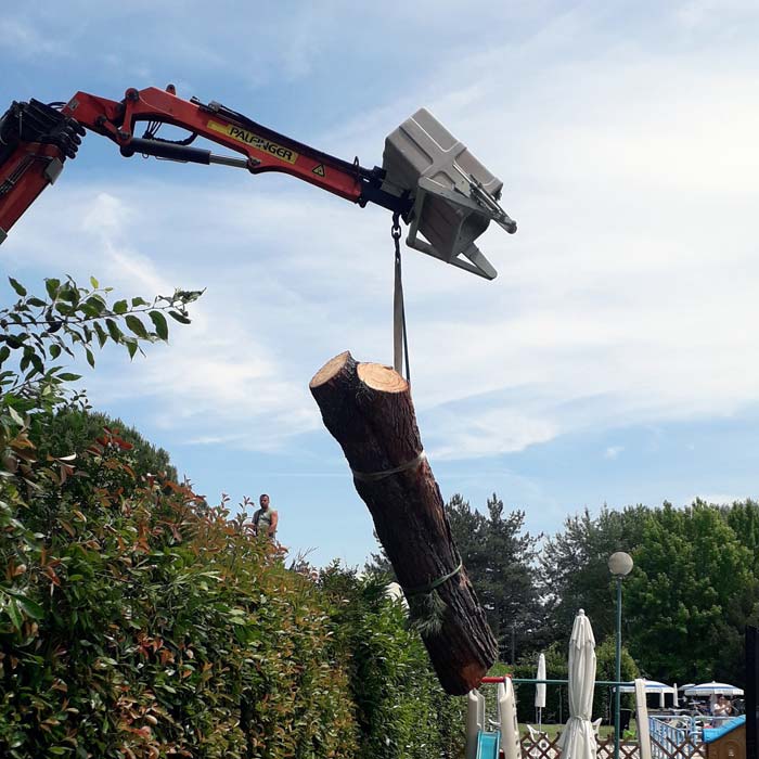 abbattimento albero a Castel San Pietro